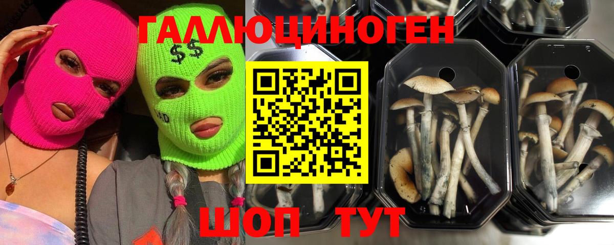 Галлюциногенные грибы Psilocybine cubensis  Вход с VPN  Кузнецк  Галлюциногенные грибы MAGIC MUSHROOMS 